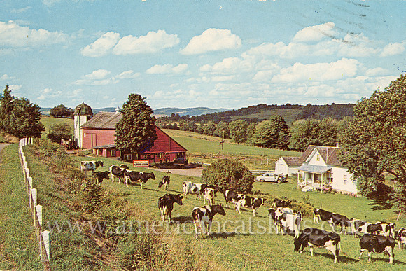Famed photographer Bob Wyer took this country photograph of a herd of cows in the fields of a Delaware County farm.