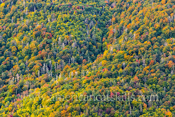 Rich fall colors of the autumn season can be seen throughout Kaaterskill Clove in the northern Catskills.