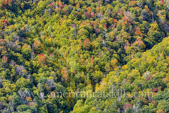 Rich fall colors of the autumn season can be seen throughout Kaaterskill Clove in the northern Catskills.