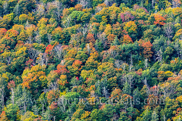 Rich fall colors of the autumn season can be seen throughout Kaaterskill Clove in the northern Catskills.