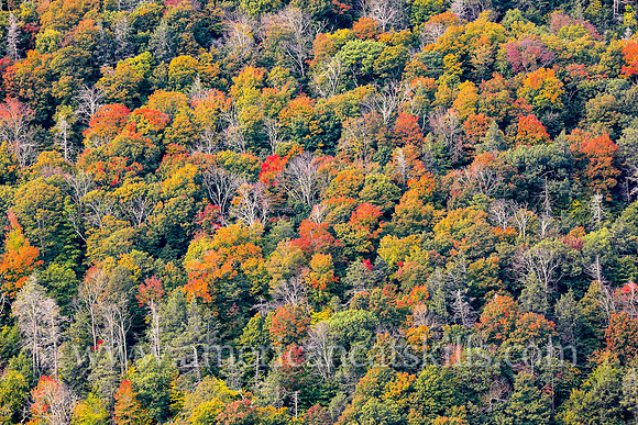 Rich fall colors of the autumn season can be seen throughout Kaaterskill Clove in the northern Catskills.