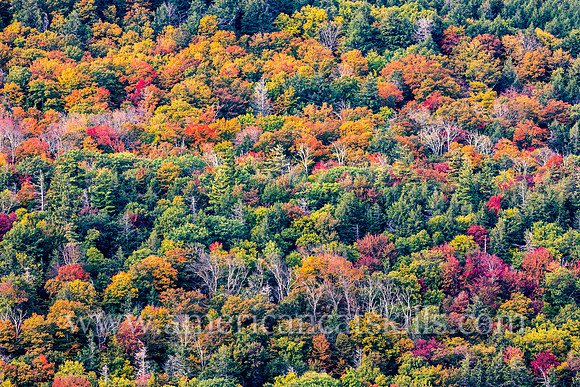 Rich fall colors of the autumn season can be seen throughout Kaaterskill Clove in the northern Catskills.
