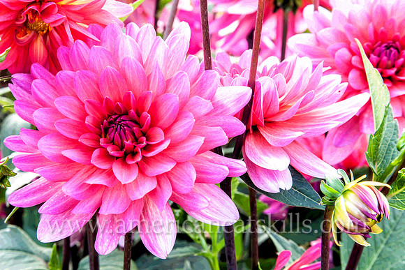 Delicate Pink Flower