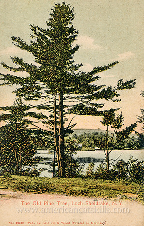 Vintage postcard titled "The Old Pine Tree, Loch Sheldrake, N. Y." published by the photographic firm of Laidlaw and Wood of Hurleyville, New York.