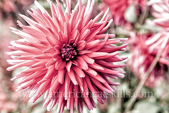 Blossom
