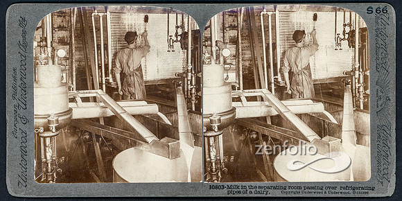 Milk in the separating room passing over refrigerating pipes of a dairy