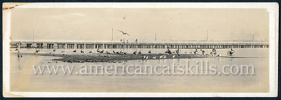 Florida Birds, Scene in Daytona, Florida