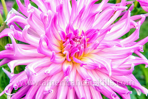 The Flowering Beauty